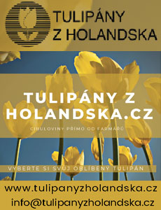 Nadkin, tulipány z Holandska D